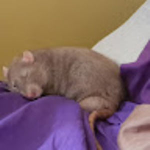 Meet your Posher, Sally i